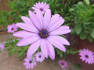 Obraz premium Bush of purple flowers in spring