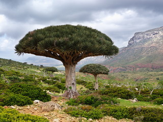 Dragon's Blood Tree (Dracaena cinnabari), Homhil reserve, Socotra Island
