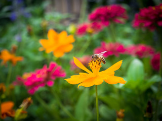 summer flower garden