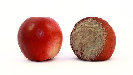 Nektarine reif und faul 4