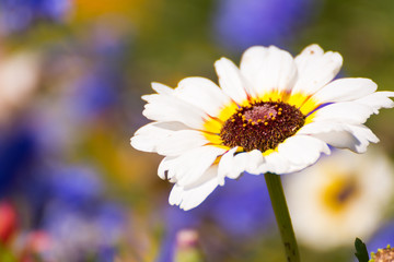 Blumenwiese in Dänemark