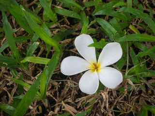 summer flower garden