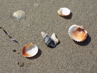 Shells on sandy beach