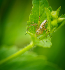 Naklejka premium spider