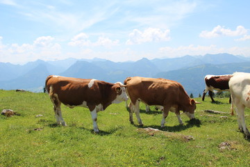Cows graze on the Alpine meadows