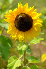 Obraz premium Sonnenblume