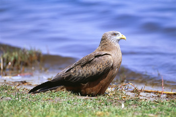 Golden eagle
