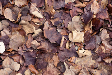 Autumn leaves on the ground