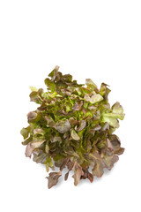 red oak leaf lettuce on white background