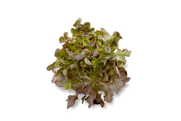 red oak leaf lettuce on white background
