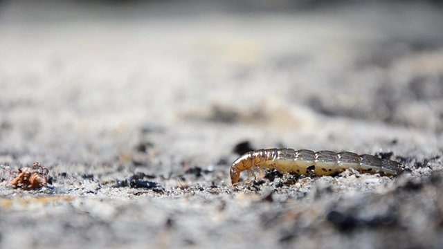 Larvae of water beetles Dytiscus persicus. The larva of the beetle crawls pupate