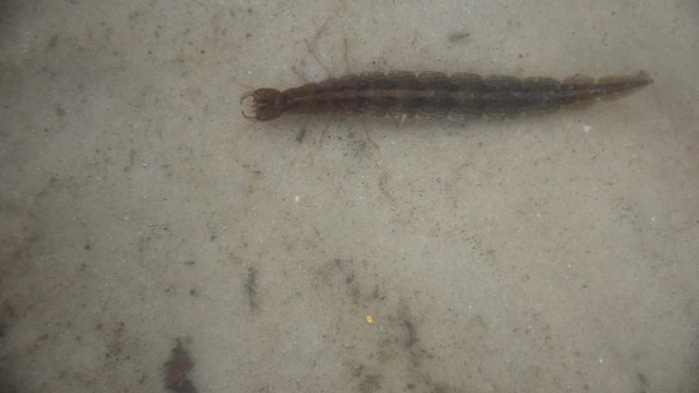 Larvae of water beetles Dytiscus persicus in the lake