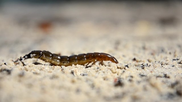Larvae of water beetles Dytiscus persicus. The larva of the beetle crawls pupate
