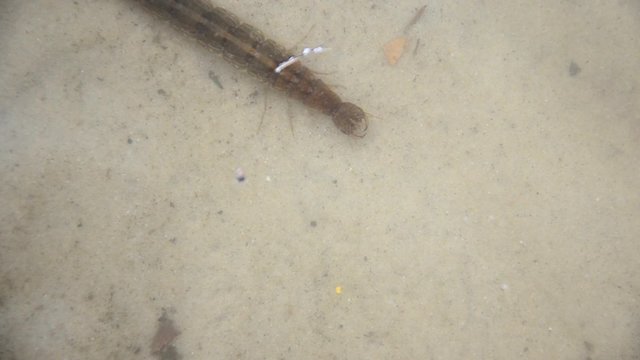 Larvae of water beetles Dytiscus persicus in the lake