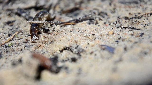 Larvae of water beetles Dytiscus persicus. The larva of the beetle crawls pupate
