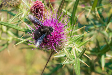 Coleottero e fiore