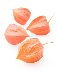 Physalis