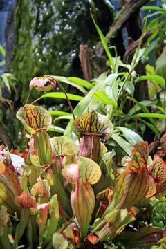 Carnivorous plants / Sarracenia psittscina michx in USA
