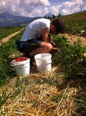 raccolta fragole