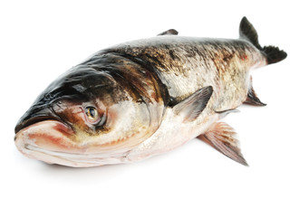 Bighead carp