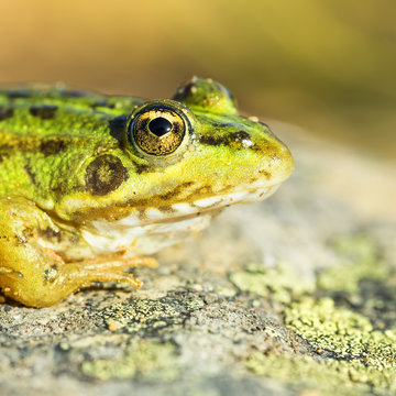 Common frog (Pelophylax perezi)