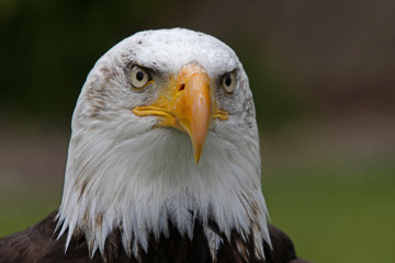 Weisskopfseeadler