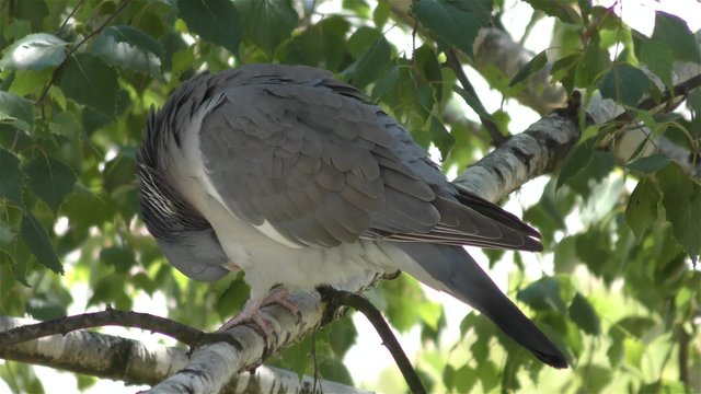 Pigeon bird in 4k UHD 2160