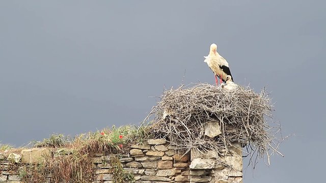 Cig&uuml;e&ntilde;a,two