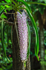 wild orchids in forest of Thailand