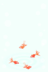 金魚■キンギョ・和金・流金・泡・波紋