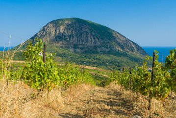 View from neglected vineyard  on a Bear (Ayu-Dag) mountain near Gurzuf resort in Crimean peninsula