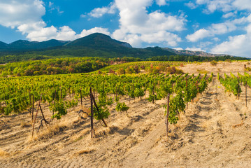 Fototapeta na wymiar Mountains, vineyard and cloudy sky - typical landscape at autumnal season in Crimean