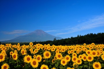 Fototapeta premium 富士山とひまわり