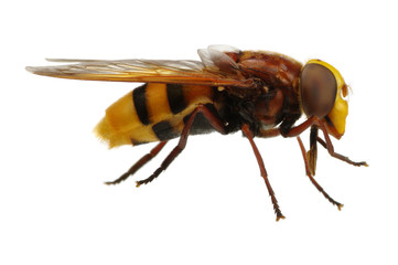 Horsefly