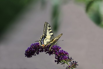 Schwalbenschwanz auf Sommerflieder, Schmetterling