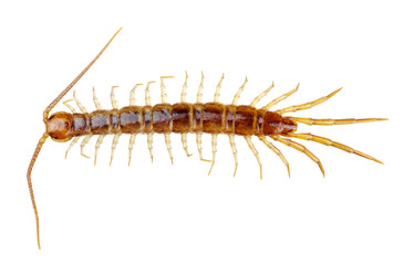 centipede