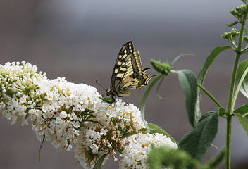 Schwalbenschwanz auf Sommerflieder, Schmetterling