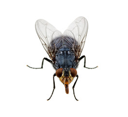 fly on a white