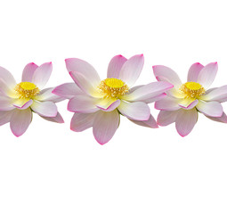 Fototapeta na wymiar Pink, white, yellow nuphar flowers, water-lily, pond-lily, spatterdock, Nelumbo nucifera, also known as Indian lotus, sacred lotus, bean of India, lotus.