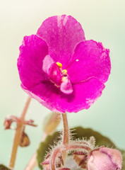 Obraz premium Violet Saintpaulias flowers, commonly known as African violets, Parma violets, close up