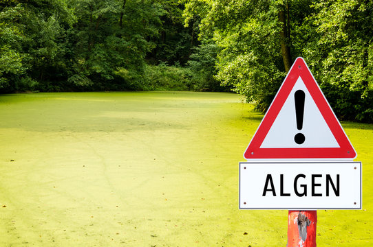 Wasseralgen Bilder Durchsuchen 43 Archivfotos, und