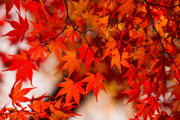 Naklejka na ściany i meble Autumn foliage