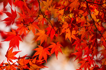 Autumn foliage