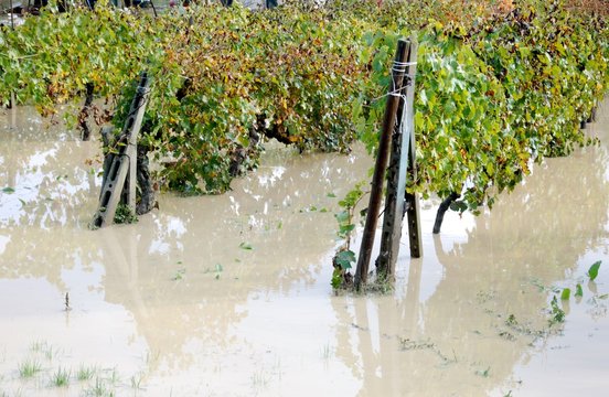 alluvione,campi e vigne allagati
