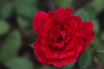 red rose
