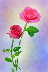 Rose background beautiful color for romantic couple decoration (Card, greeting, valentine)