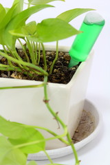 ポトスの白い鉢植えに栄養剤を投与