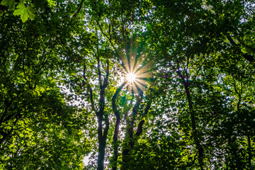 Obraz premium Gegenlicht Baum 01