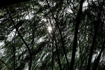 Looking up at tree with sun beam, black and white color
