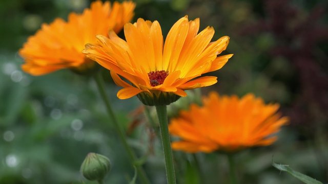 marigold in the nature